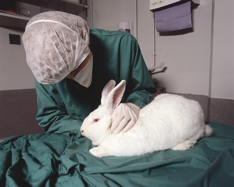 Khám phá Chasin’ Rabbits - “GenZ” đang khuấy động cơn sốt mỹ phẩm thuần chay - ảnh 1