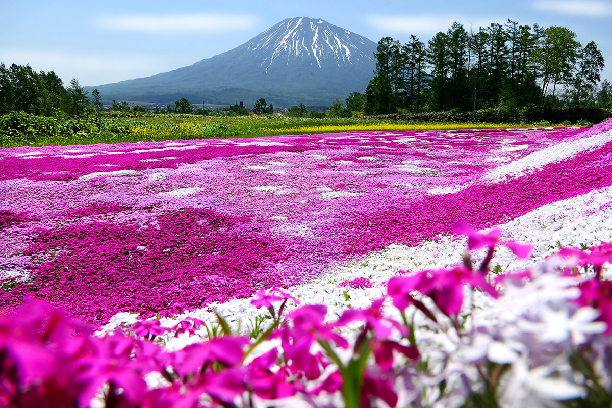 Những địa điểm du lịch Nhật Bản đẹp ngất ngây - ảnh 10