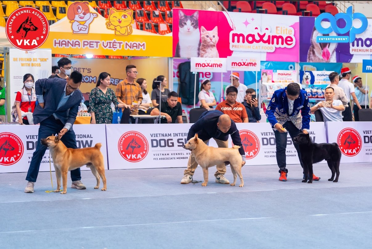 Cuộc thi trình diễn chó giống Quốc tế 2023 - 'Vietnam International Championship Dog Show 2023' quy tụ nhiều giống chó quý - ảnh 3