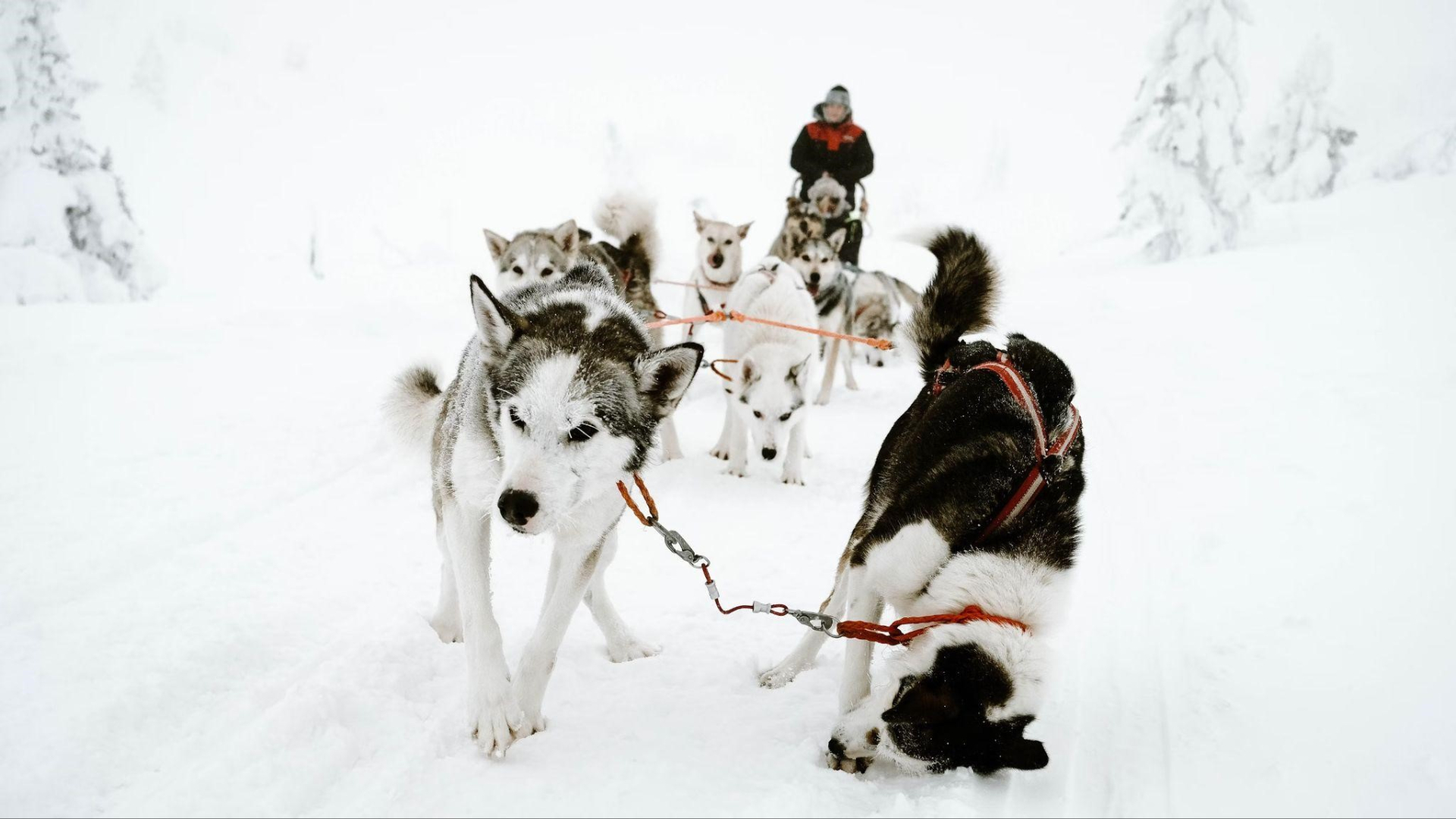 ROVANIEMI Phần Lan - Xứ sở tuyết diệu ảo giữa vòng Bắc Cực - ảnh 4