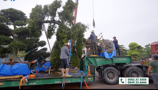 Khám phá Tổng kho Tùng la hán và cây cảnh nhập khẩu TCT trước ngày khai trương - ảnh 2