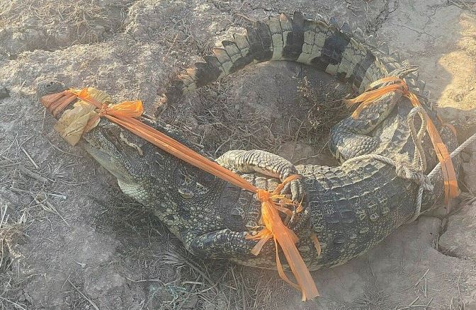 Cận cảnh con cá sấu bị bắt tại Bạc Liêu (Ảnh: An Minh)