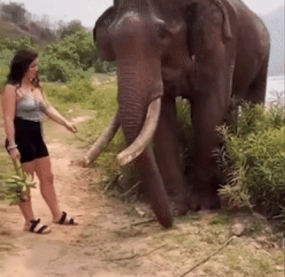 Cô gái dùng chuối để 'nhử' con voi.