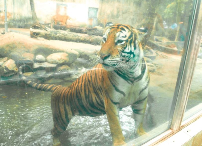 Hổ Bengal là loài vật quý hiếm hiện tại.