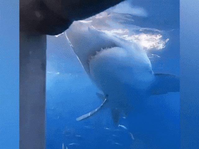 Cá mập là loài động vật rất nguy hiểm (ảnh minh họa)