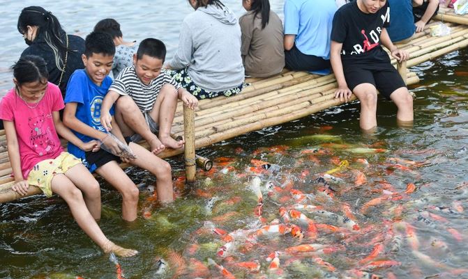 Trẻ em cũng đặc biệt thích hồ cá Koi này.