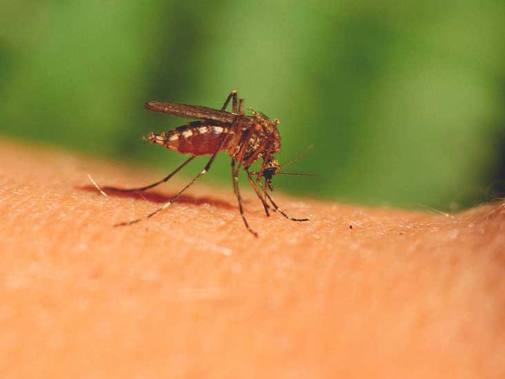 Muỗi gây khó chịu vì đốt và để lại vết mẩn đỏ gây ngứa.