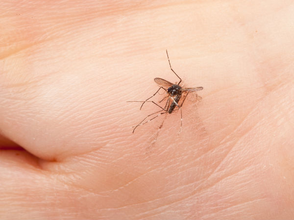 Muỗi có thể gây bệnh nếu mang theo mầm bệnh.