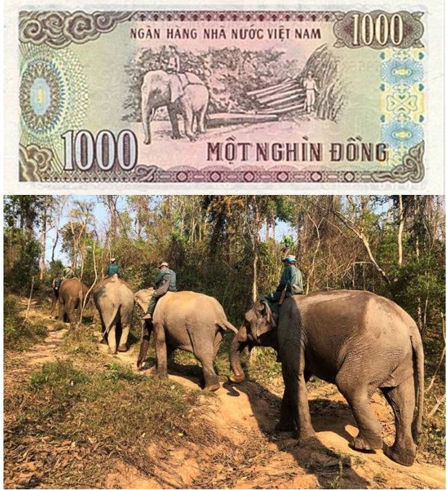 Hình ảnh trên tờ 1.000 đồng Việt Nam.