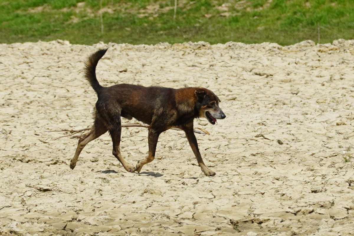 bi-cho-cao-xuoc-da-chu-quan-chu-nha-qua-doi-1