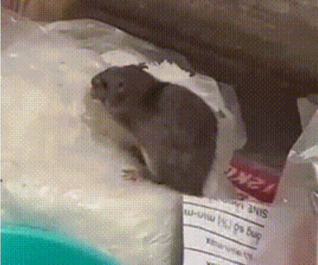 Hình ảnh chuột đang thản nhiên ăn bún trong đoạn clip gây xôn xao (ảnh: chụp màn hình)