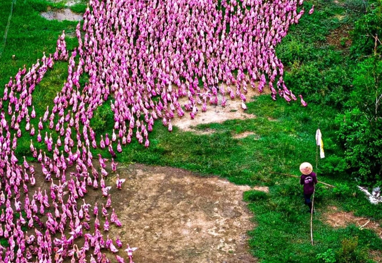 Hàng nghìn con vịt có màu hồng độc lạ.