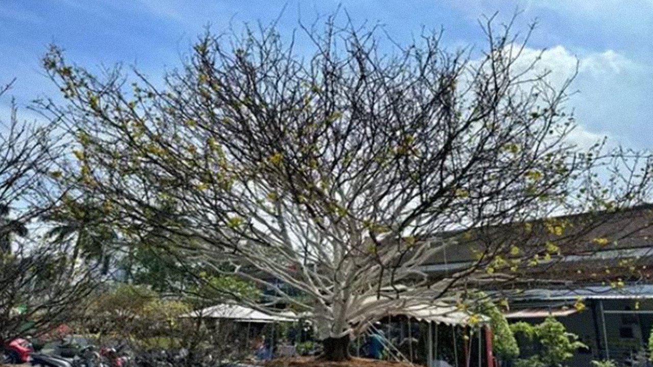 Xôn xao 'cụ mai' 70 tuổi ở Cà Mau có giá 2 tỷ, vẫn có người tranh nhau mua? - ảnh 1