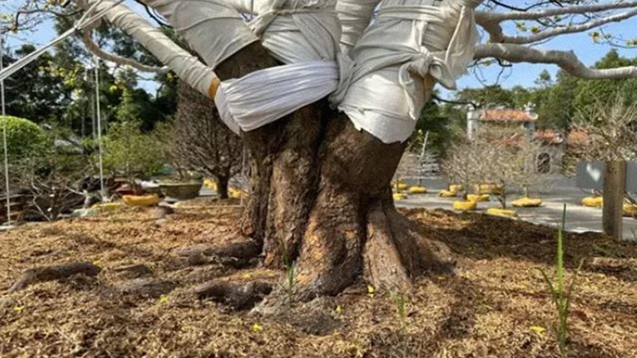 Xôn xao 'cụ mai' 70 tuổi ở Cà Mau có giá 2 tỷ, vẫn có người tranh nhau mua? - ảnh 2