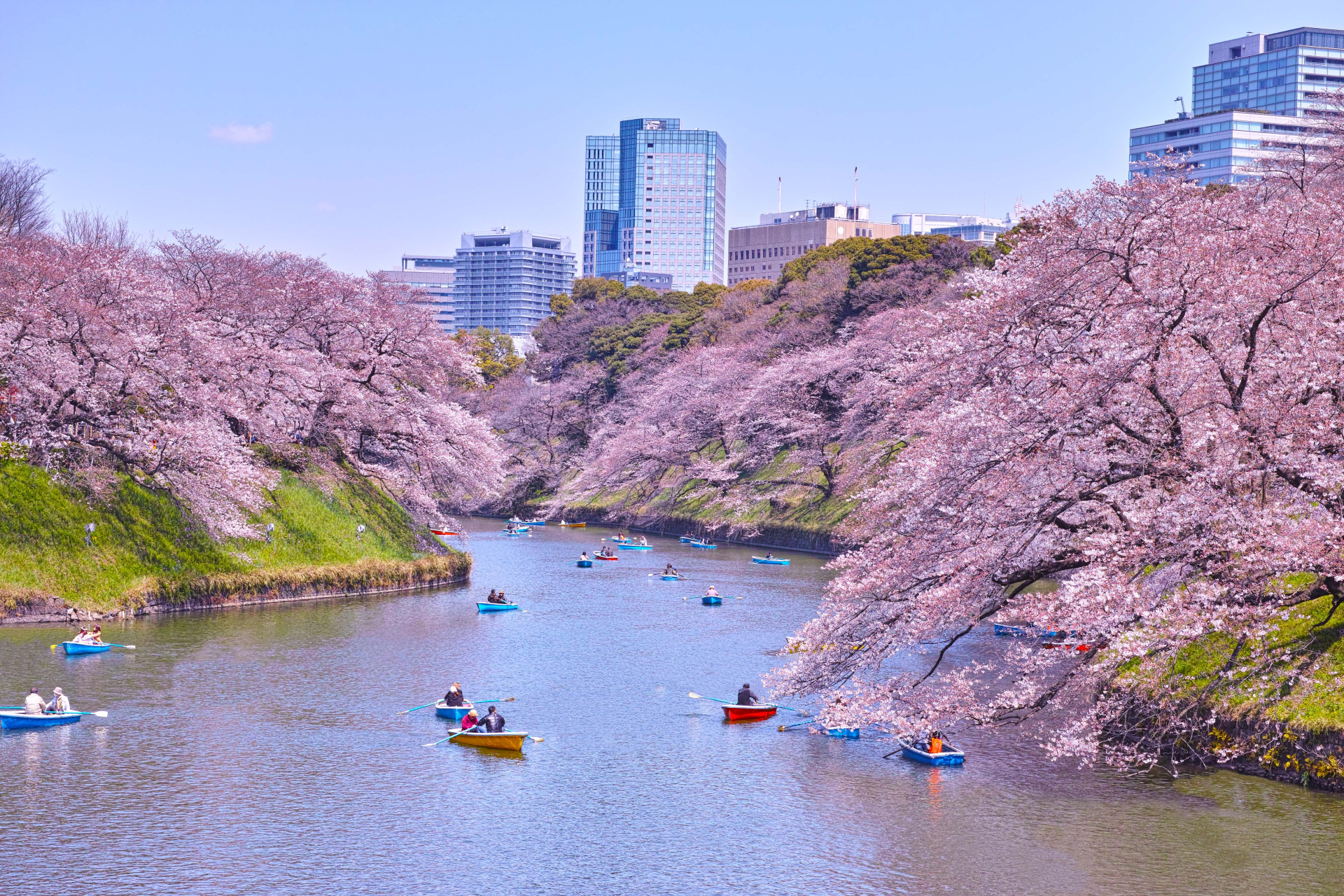 Khoảng gần 50.000 khách du lịch Việt Nam đến Nhật ngắm hoa anh đào - ảnh 4