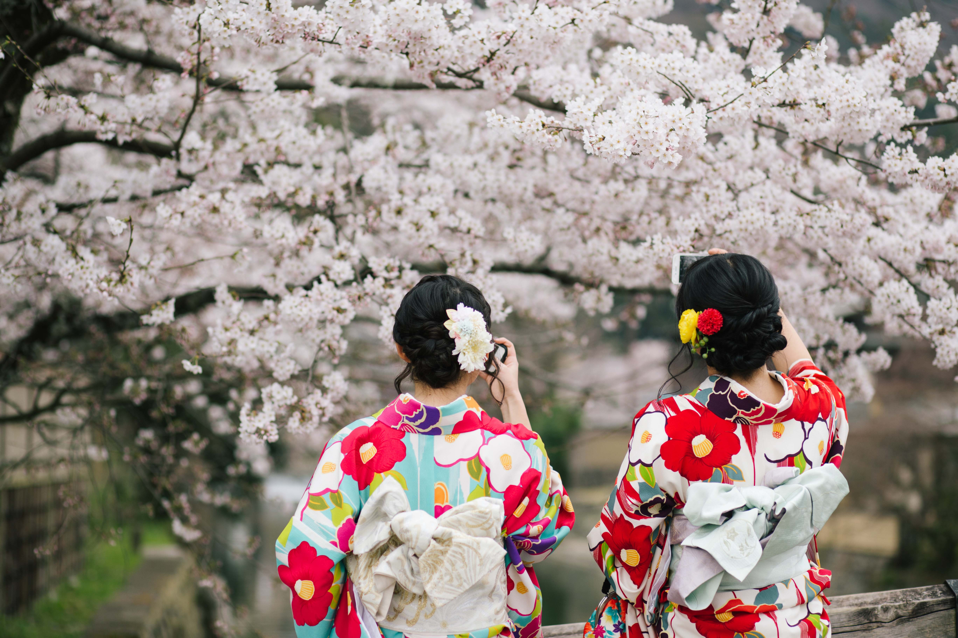 Khoảng gần 50.000 khách du lịch Việt Nam đến Nhật ngắm hoa anh đào - ảnh 1