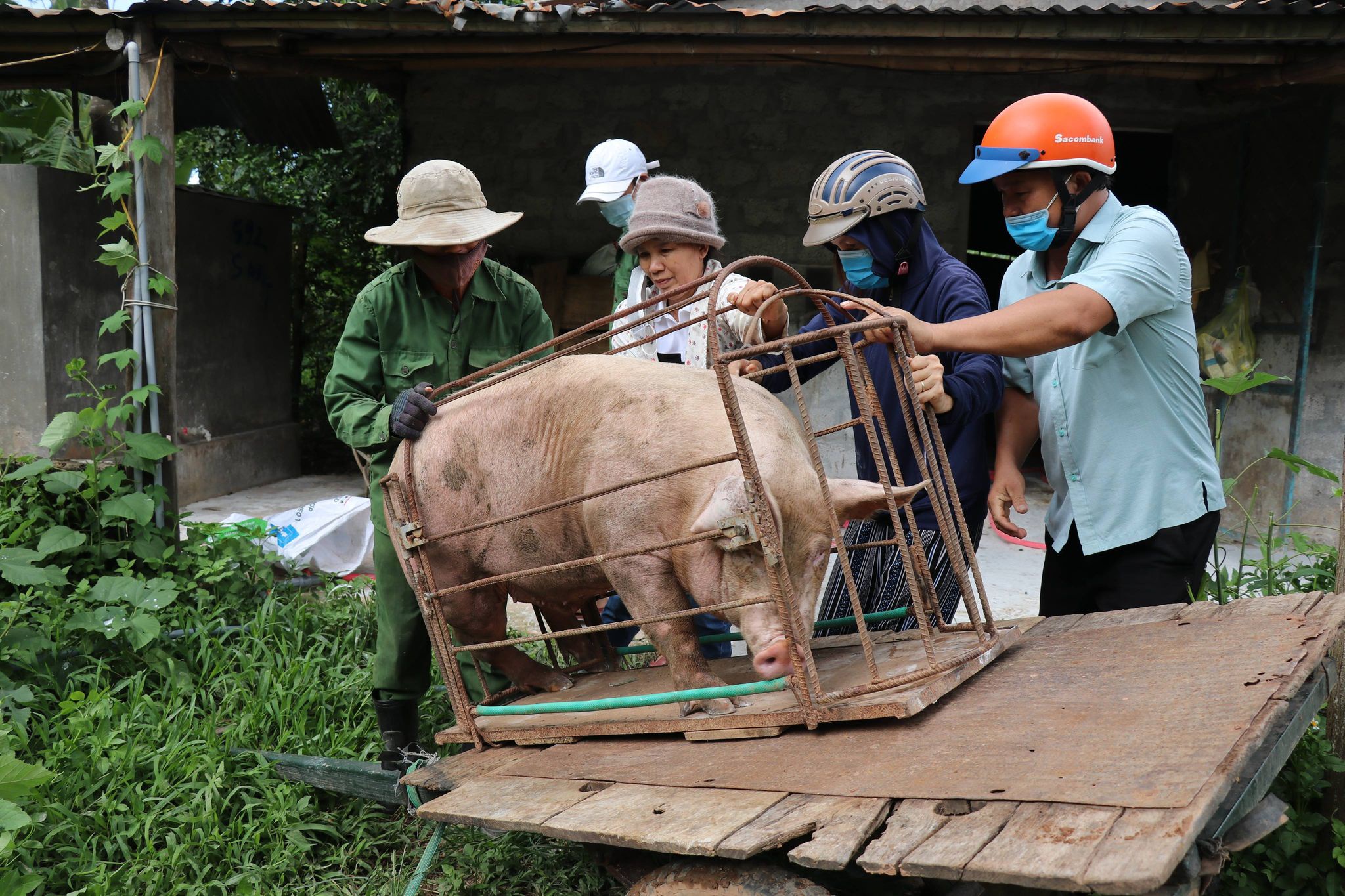 Chị Hạt ủng hộ con lợn 120kg để làm muối ruốc sả gửi vào Tp.HCM