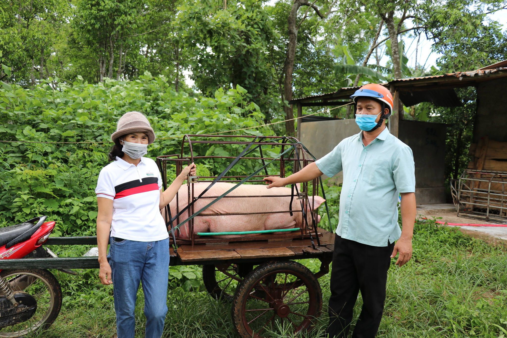 Phỏng vấn người phụ nữ Quảng Trị ủng hộ con lợn 120kg làm muối ủng hộ TP.HCM - ảnh 1
