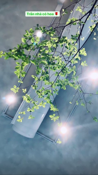 Hồ Ngọc Hà cũng trồng nhiều cây trong nhà, nữ ca sĩ khoe một góc trần nhà bao phủ bởi màu xanh...
