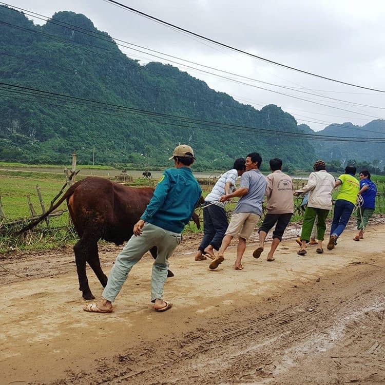 MC Phan Anh chia sẻ lại chuyện trao bò giống ở miền Trung năm 2016, nguyên nhân bị gọi là Bò Phan Anh