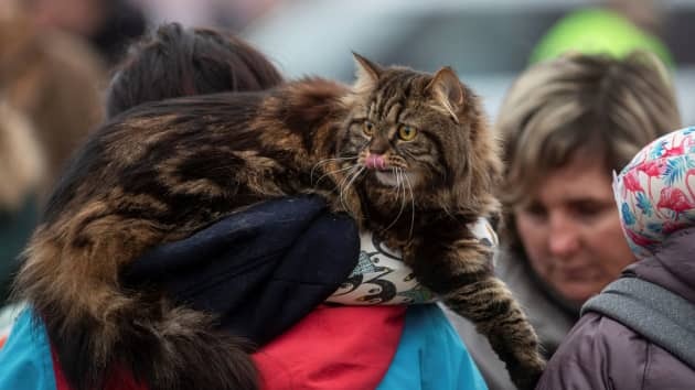 Mèo đến từ Nga chịu trừng phạt từ Liên đoàn mèo quốc tế sau những xung đột với Ukraine