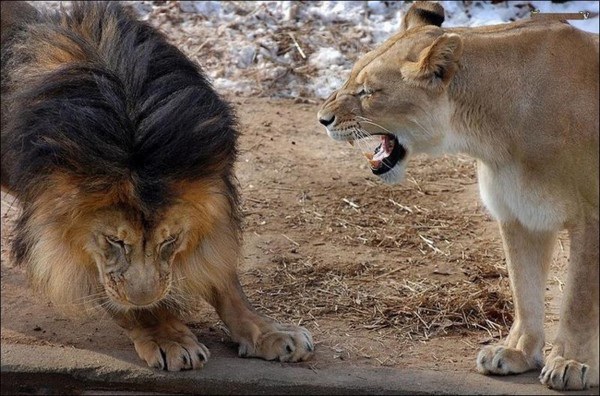 Tuy nhiên, sư tử bố sau đó đã bị sư tử cái phản ứng vì dám dọa con.