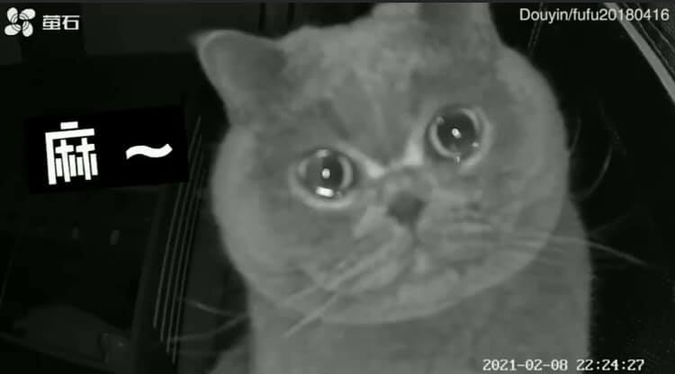 Chú mèo Fluffy rưng rưng nhìn chiếc Camera đang phát ra tiếng của chủ nhân.