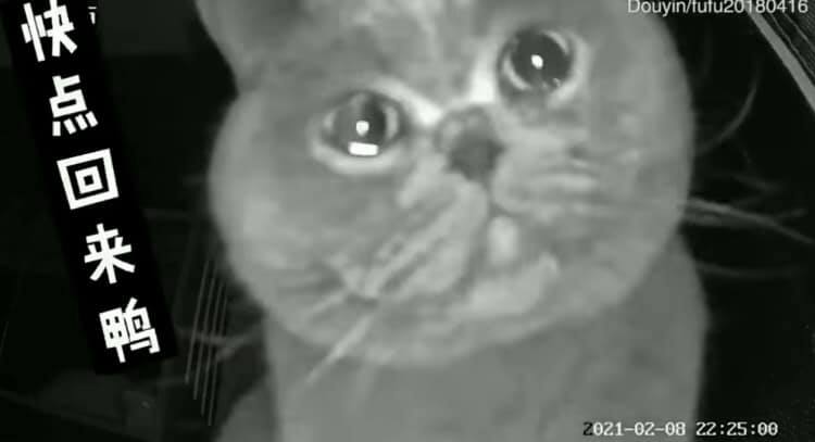 Bị bỏ ở nhà 1 mình suốt dịp tết, chú mèo vừa cào camera vừa rưng rưng nước mắt gọi chủ - ảnh 3