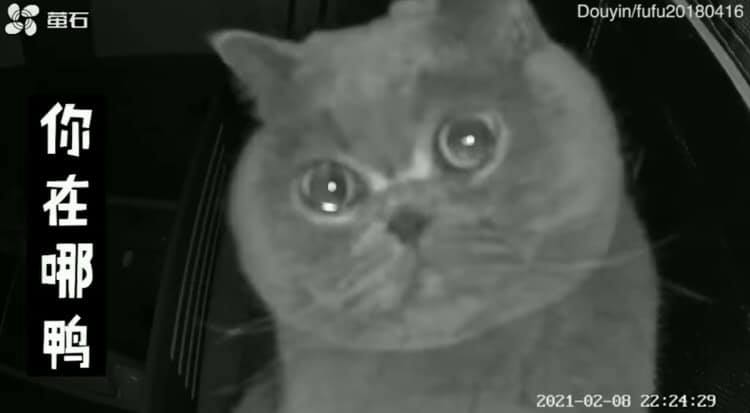 Bị bỏ ở nhà 1 mình suốt dịp tết, chú mèo vừa cào camera vừa rưng rưng nước mắt gọi chủ - ảnh 2