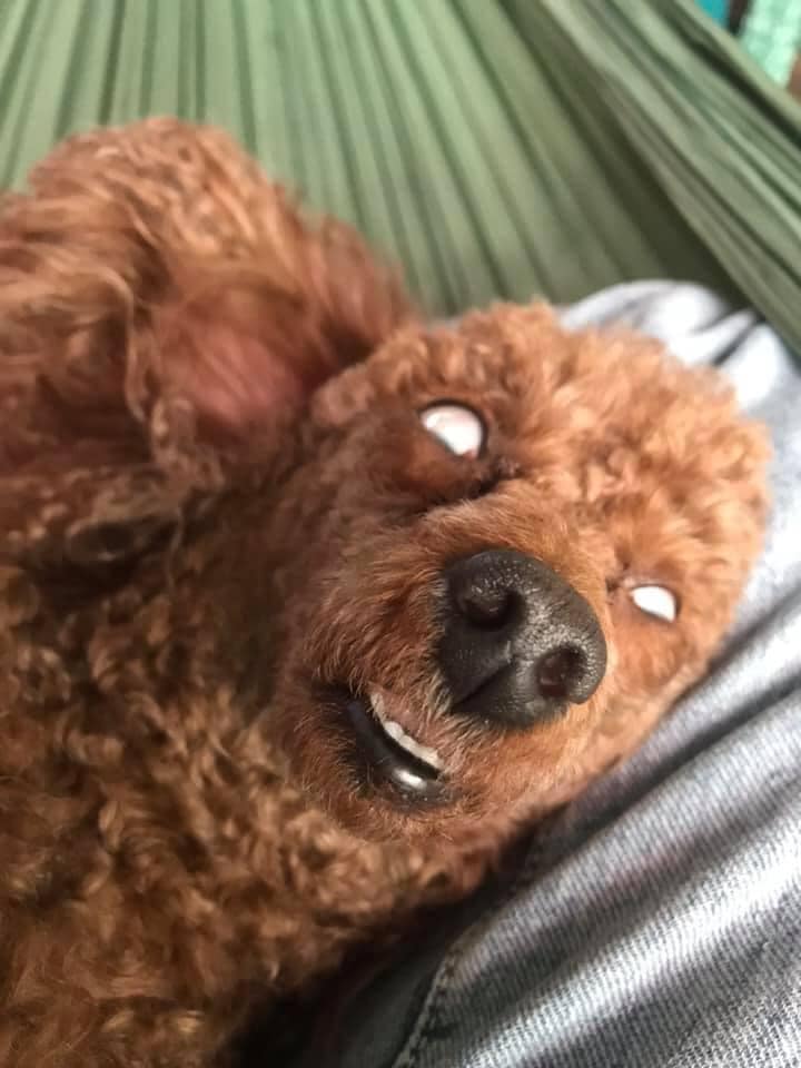Chú chó Poodle có dáng ngủ khiến ai cũng phải giật mình.