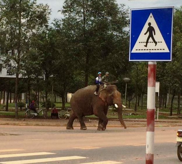 Hình ảnh người đàn ông cưỡi voi chở con đi học gây xôn xao, ngầu hơn cả lái siêu xe tiền tỷ - ảnh 2