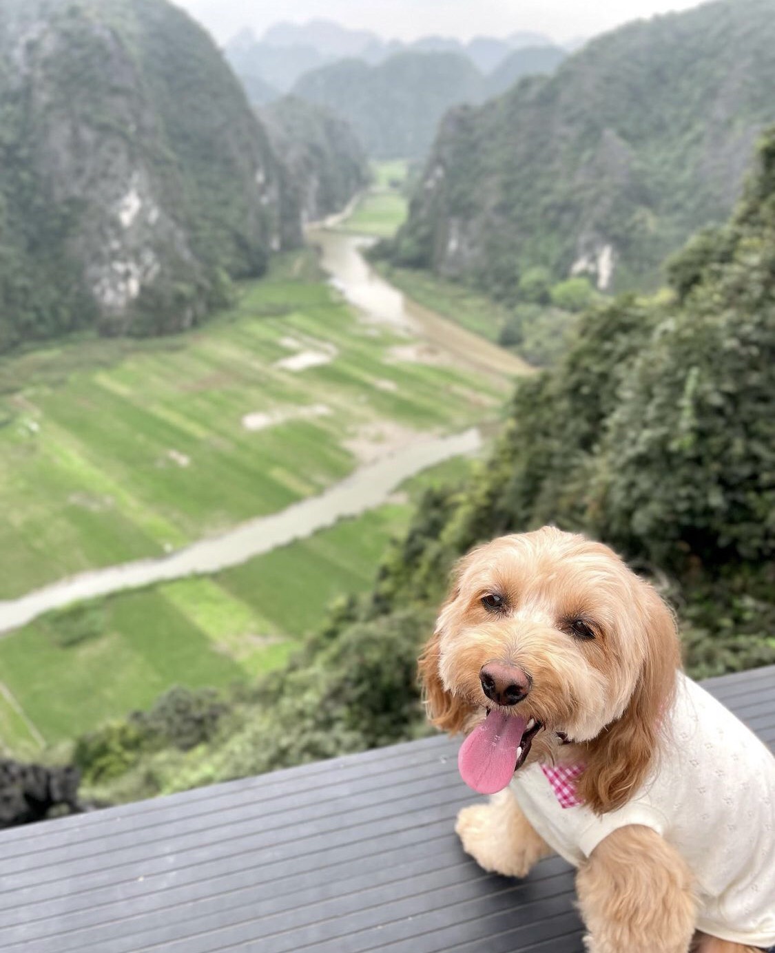 Cún cưng đam mê sống ảo, làm hẳn một series ảnh tại Hang Múa 'đốn tim' netizen - ảnh 2