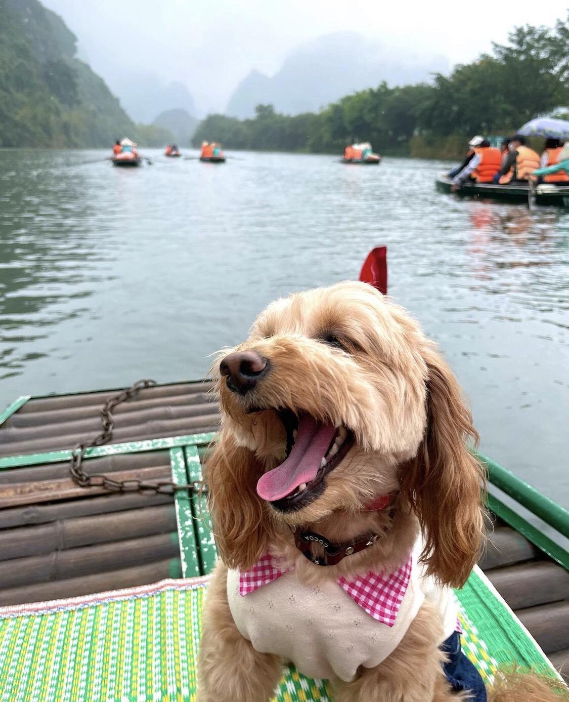 Cún cưng đam mê sống ảo, làm hẳn một series ảnh tại Hang Múa 'đốn tim' netizen - ảnh 1