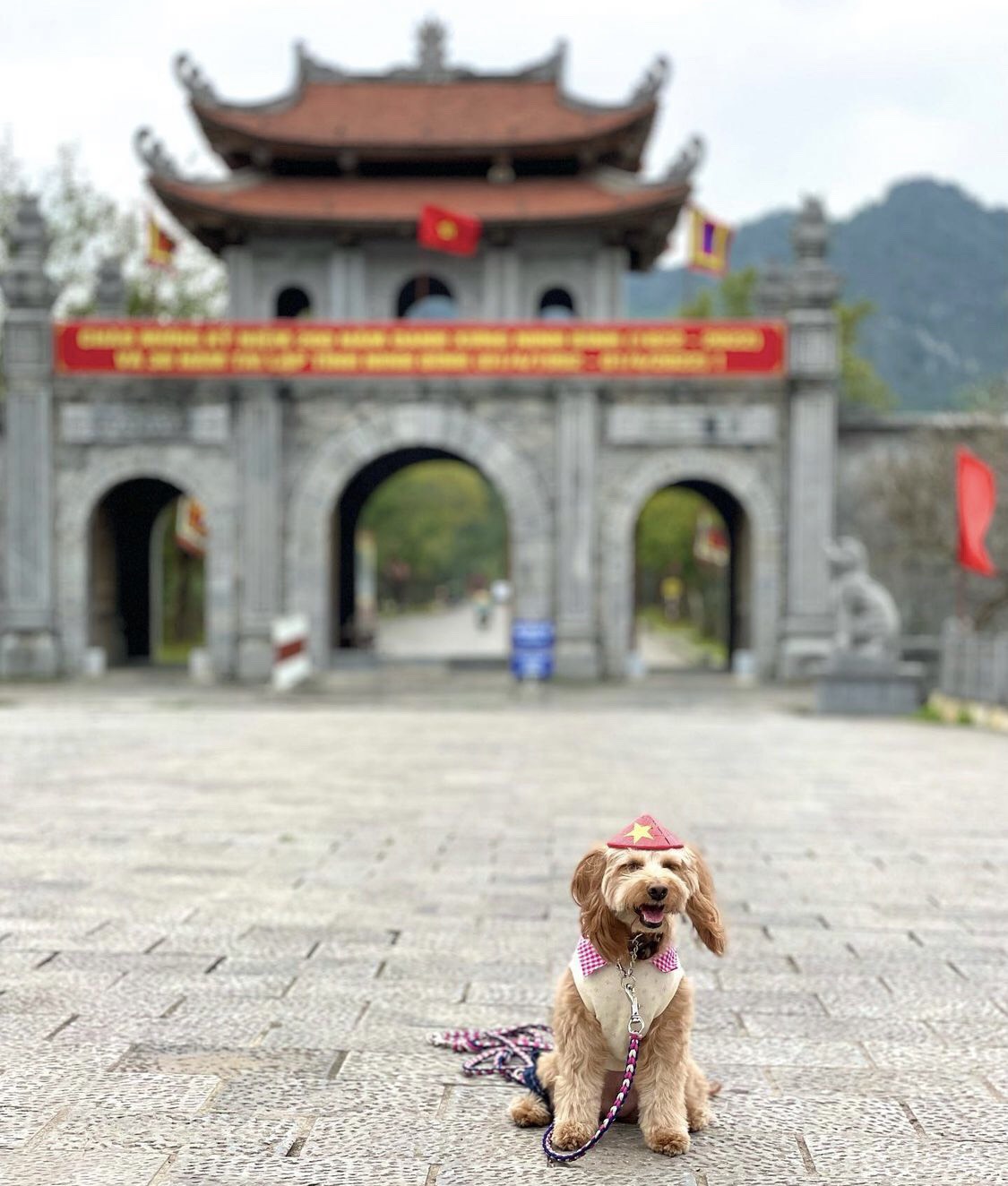 Cún cưng đam mê sống ảo, làm hẳn một series ảnh tại Hang Múa 'đốn tim' netizen - ảnh 4