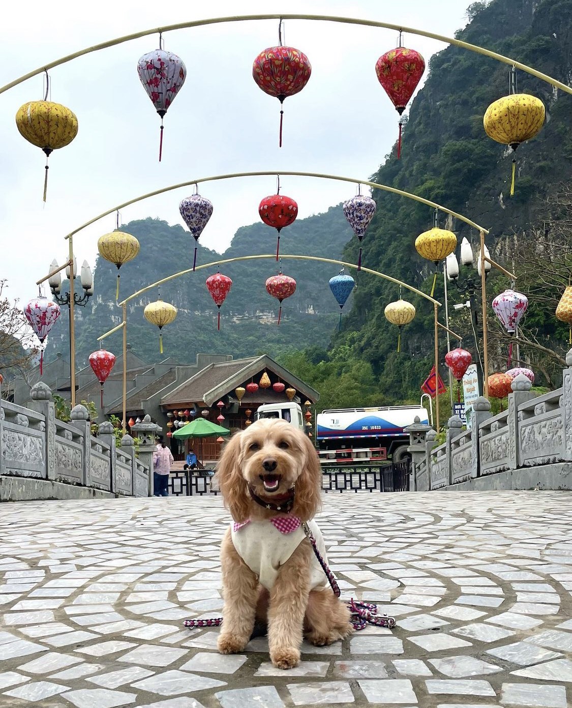 Cún cưng đam mê sống ảo, làm hẳn một series ảnh tại Hang Múa 'đốn tim' netizen - ảnh 6