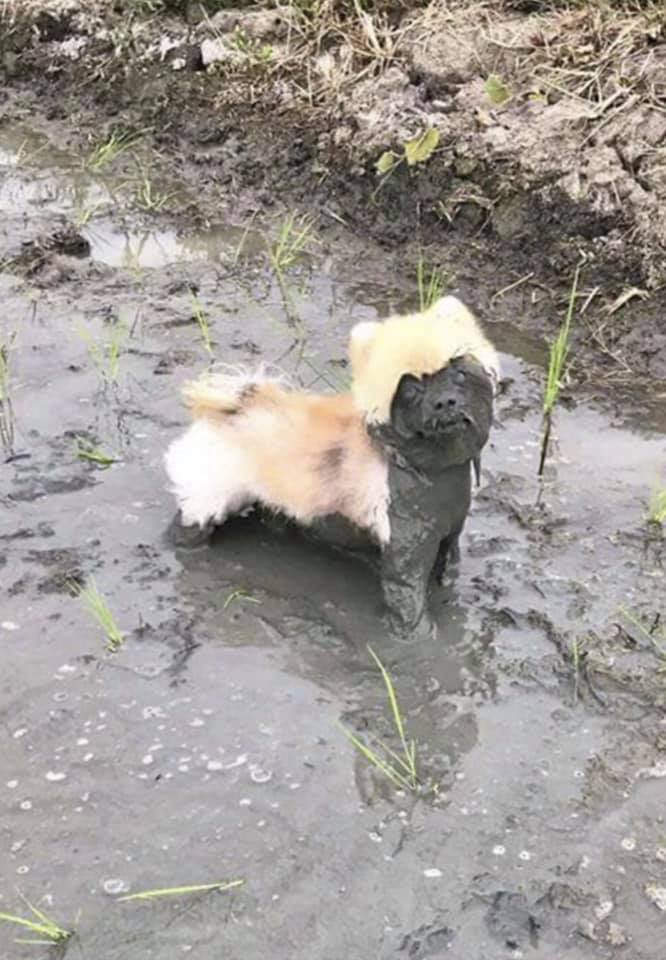 Thử thách: Tìm điểm khác nhau giữa em cún 'meme' này và Lan Ngọc khi rơi vào bùn lầy.