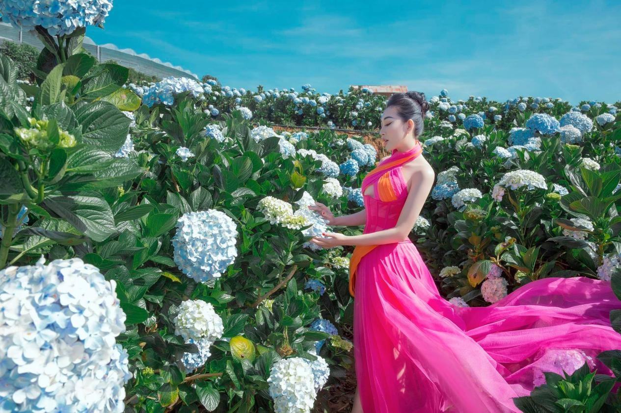 Hoa Hậu Huỳnh Thuý Anh đẹp mơ mộng giữa vườn hoa cẩm tú cầu