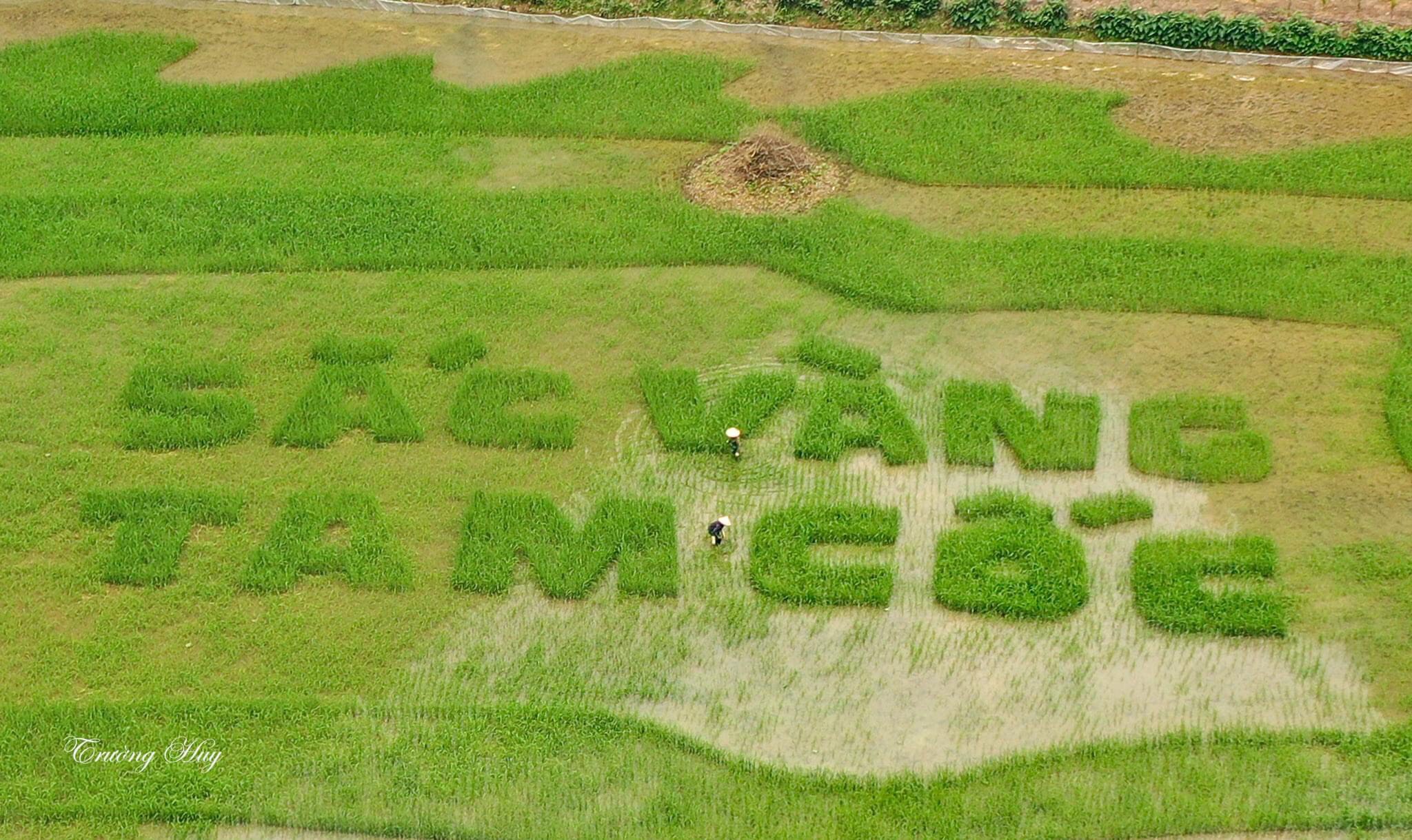 Nghỉ lễ 10/3, về Hang Múa, Tam Cốc ngắm lúa xanh đẹp nhất năm ở Ninh Bình