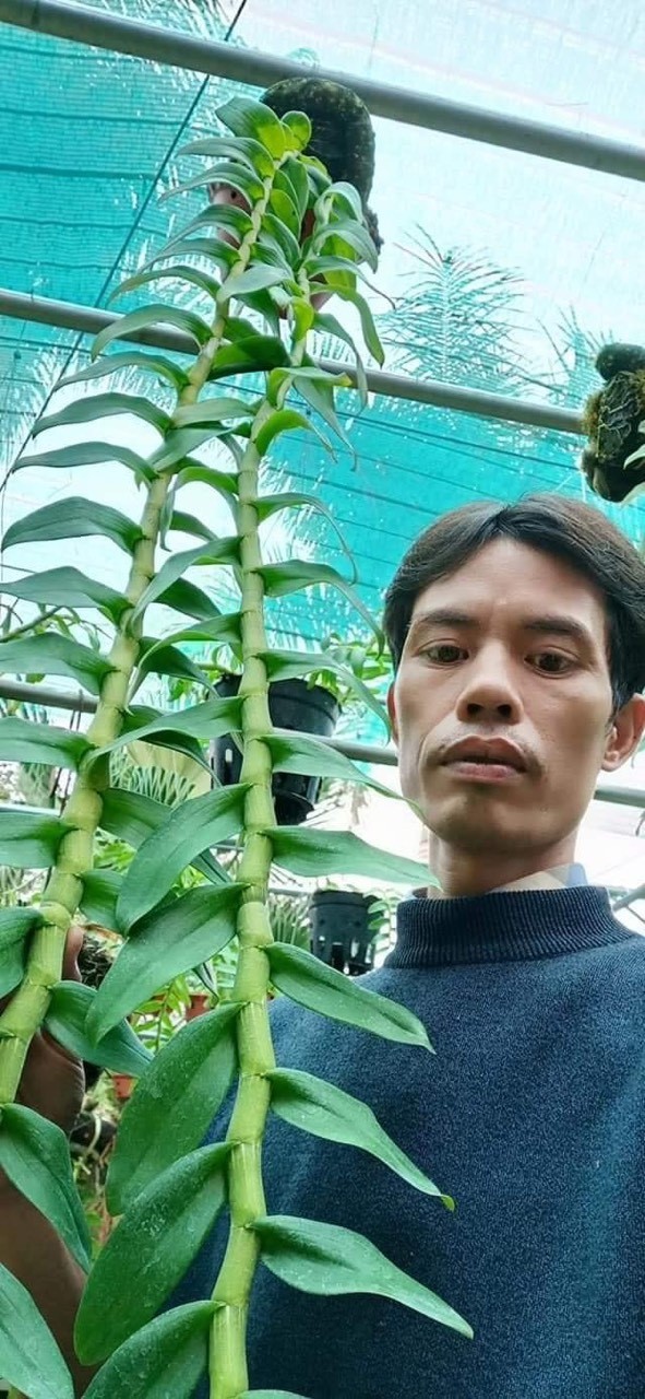 Nghệ nhân Đỗ Văn Đạt và cơ duyên đến với nghề trồng lan Nghệ nhân Đỗ Văn Đạt và cơ duyên đến với nghề trồng lan