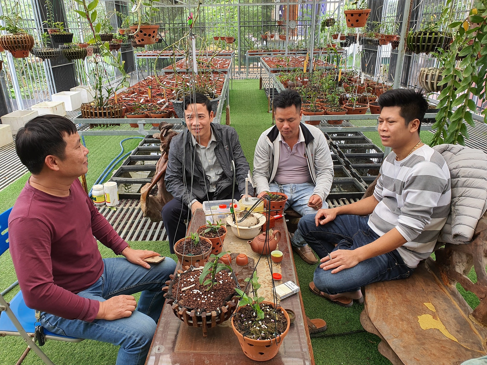 Nghệ nhân Nguyễn Tuấn Trung chia sẻ cách trồng và chăm sóc hoa lan đột biến - ảnh 3