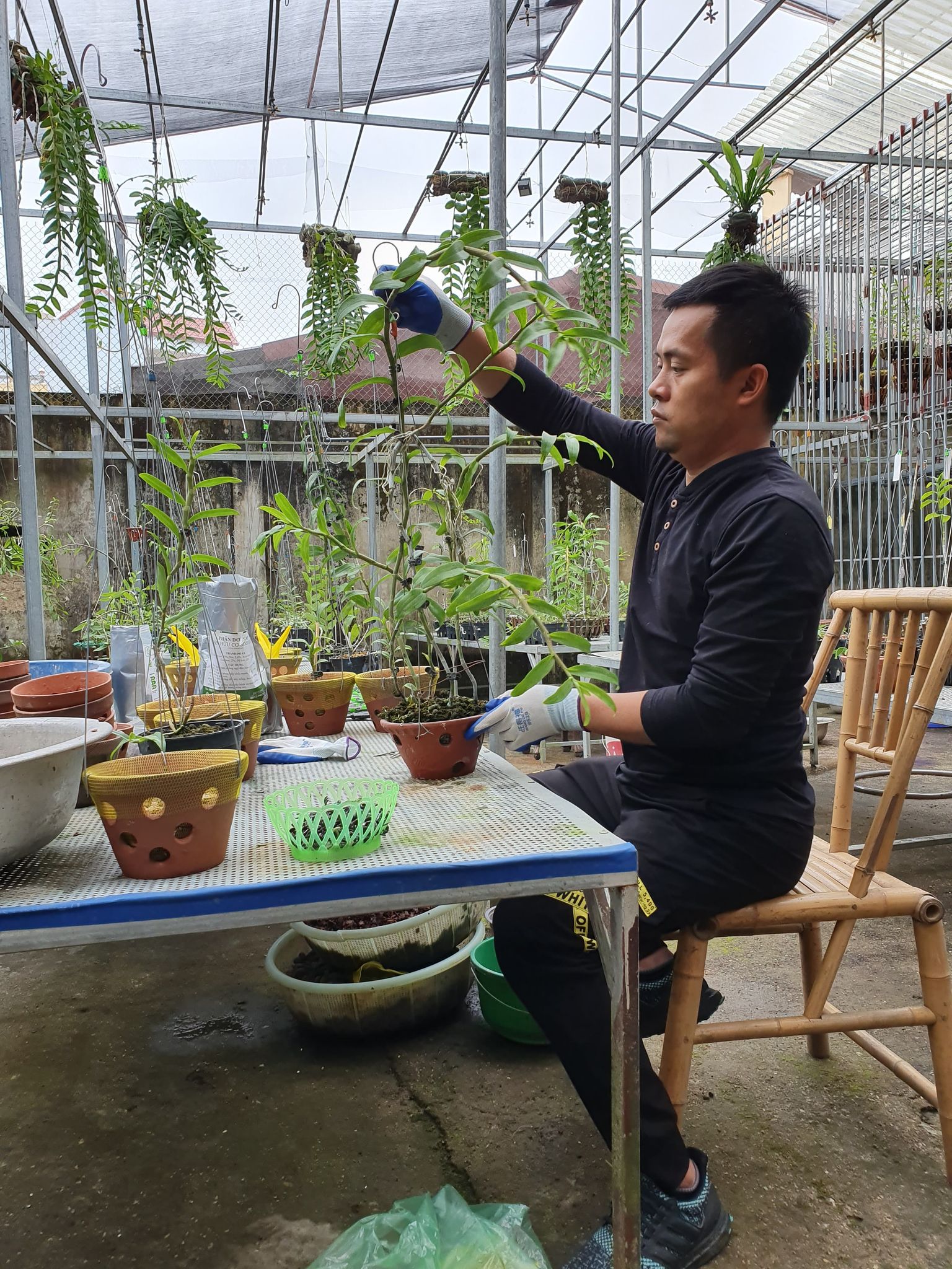 Ông chủ vườn lan Dương Xuân Tú – Người bỏ việc ngành Y để trồng lan - ảnh 4