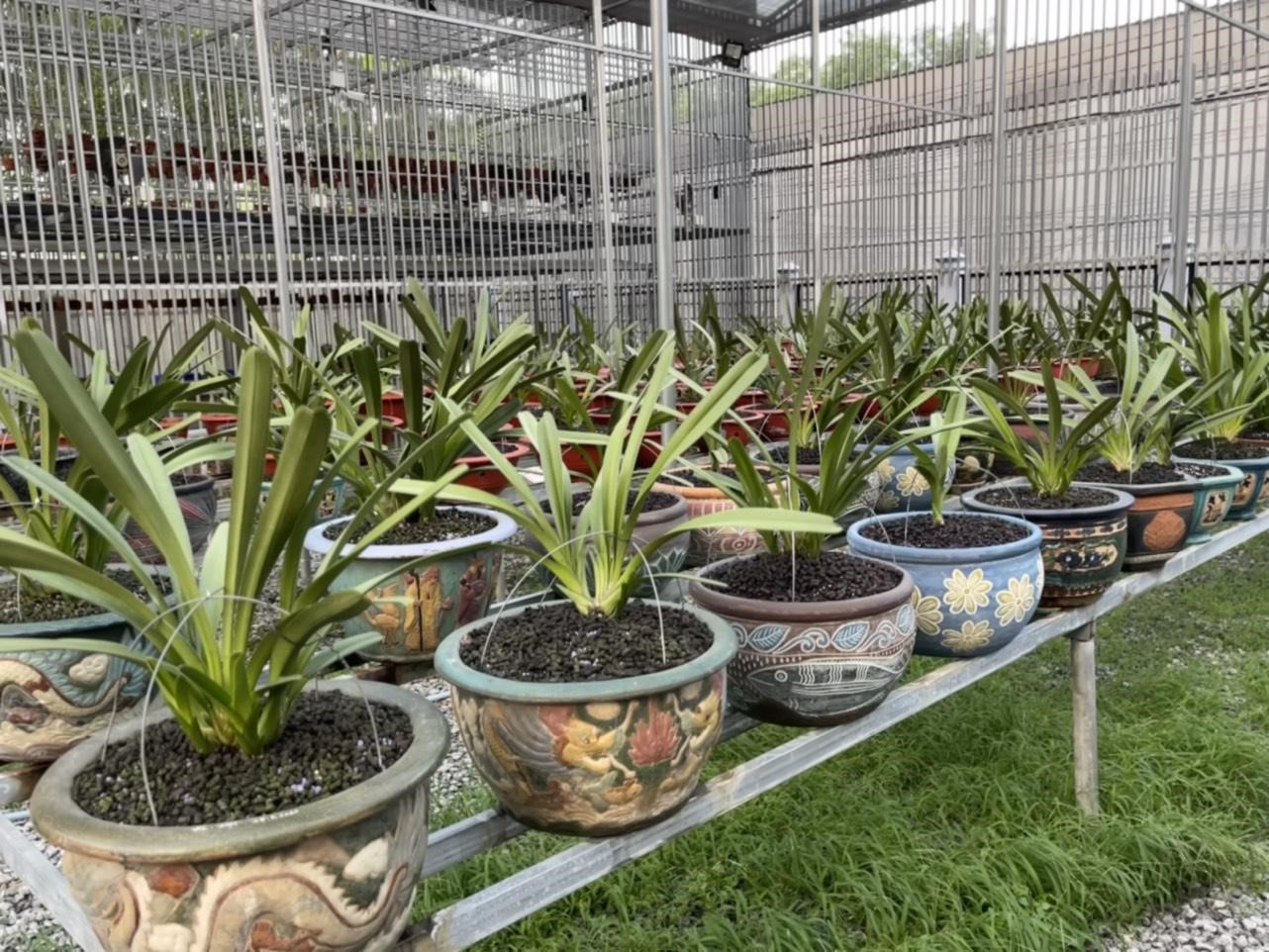 Nghệ nhân Hà Chí Tâm gợi ý cách sở hữu vườn lan ưng ý với giá tiết kiệm nhất