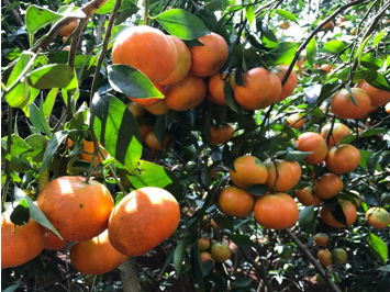  Những quả cam mọng nước, lúc lỉu trong vườn nhà anh Dũng 
