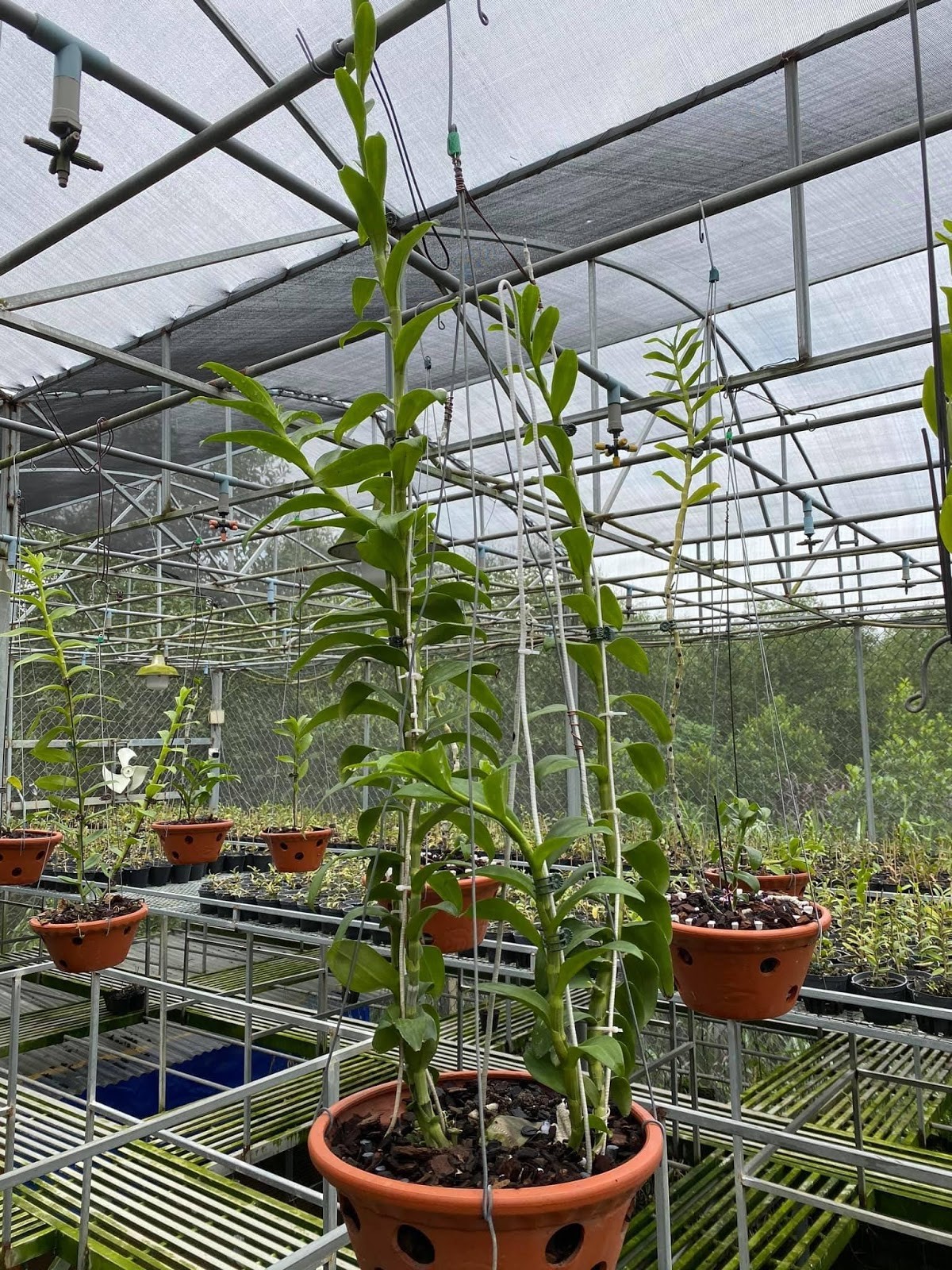  Vườn lan sở hữu hàng trăm giống lan quý của anh Hòa tại Vĩnh Cửu, Đồng Nai 