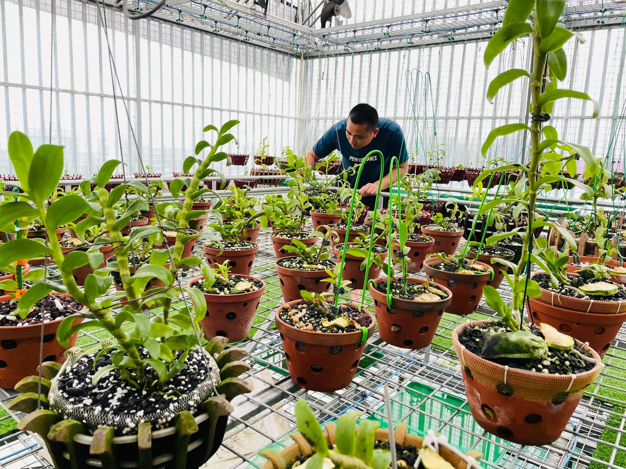 Ông chủ vườn lan Huỳnh Long sở hữu 20 loài lan đột biến đắt đỏ - ảnh 3