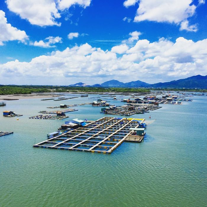 MC Hồng Phúc đưa diễn viên Như Quỳnh khám phá nghề nuôi trồng thủy hải sản tại làng bè Long Sơn - ảnh 1