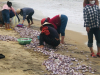 “Lộc trời” hiếm gặp trôi dạt vào bờ biển Hà Tĩnh nhiều vô số, người dân đổ xô ra nhặt kiếm tiền triệu