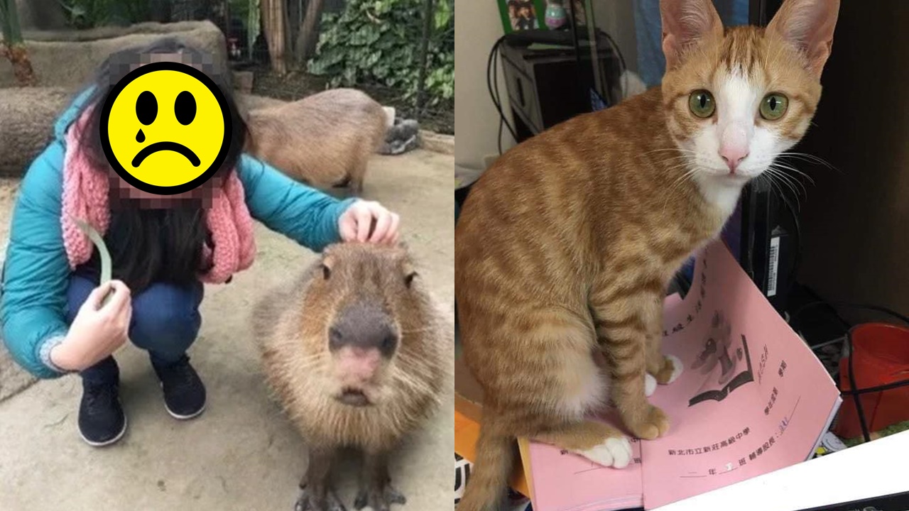 Cô giáo 32 tuổi qua đời vì cứu chú mèo trong tòa nhà đổ sập