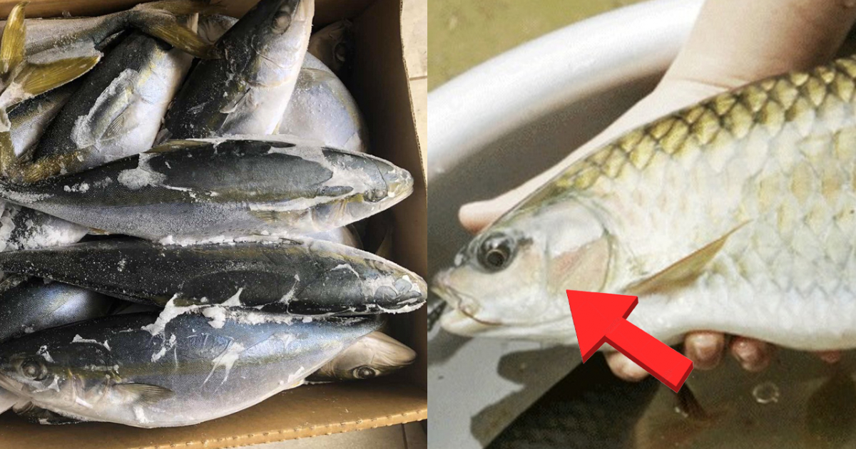 Những loại cá được khuyên không nên mua?