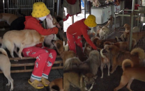 Nhận nuôi 300 chú chó, cô gái ở Bình Dương khiến cộng đồng mạng cảm phục